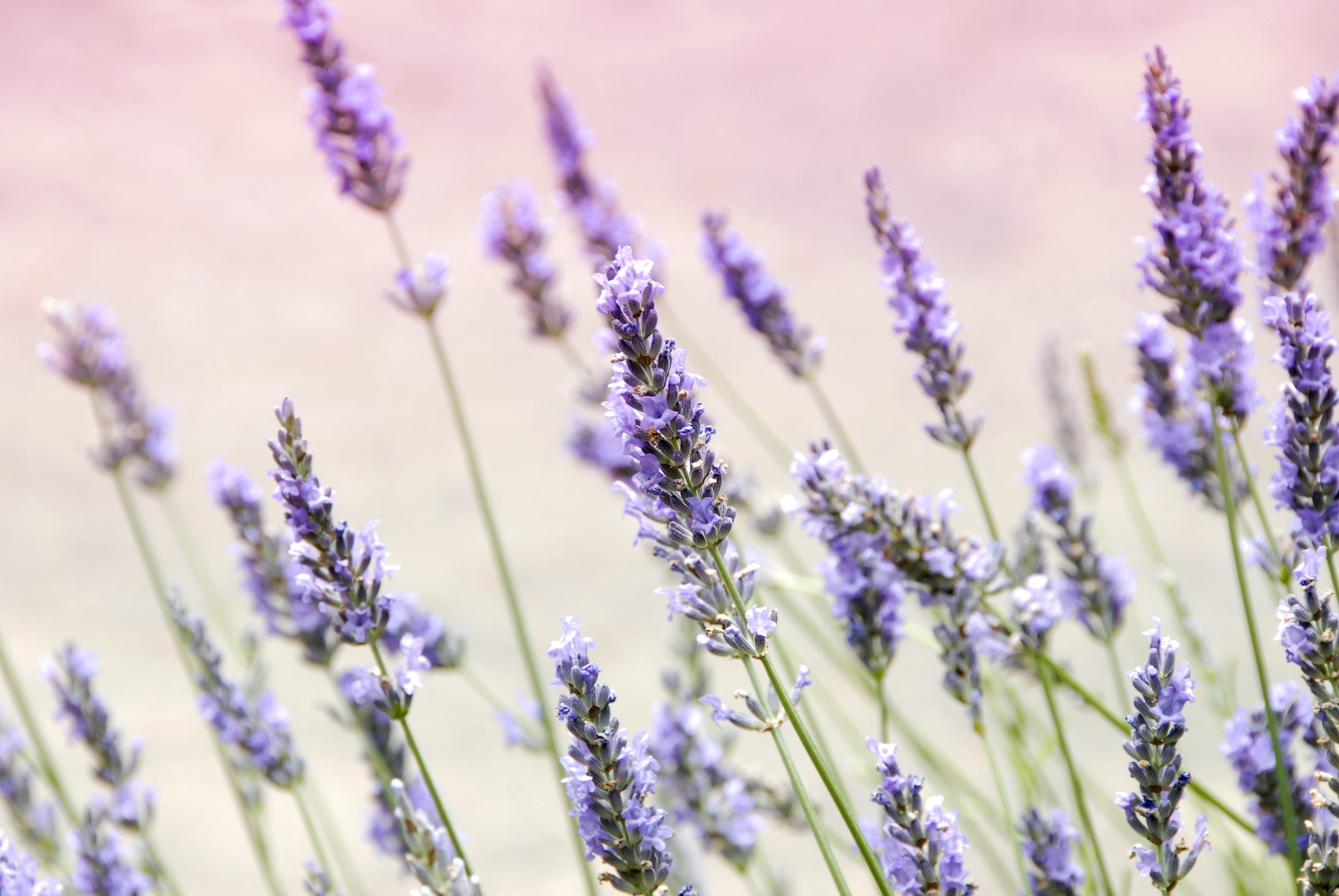 Lavender and its incredible healing benefits
